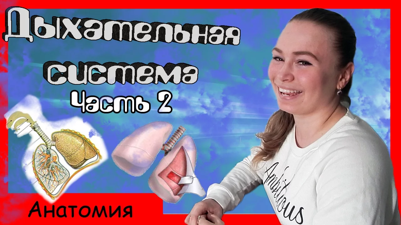 АНАТОМИЯ ЧЕЛОВЕКА. Дыхательная система (часть 2). Строение органов дыхательной системы.