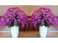 Download Lagu Top 25 Beautiful Orchid Flowers In The World