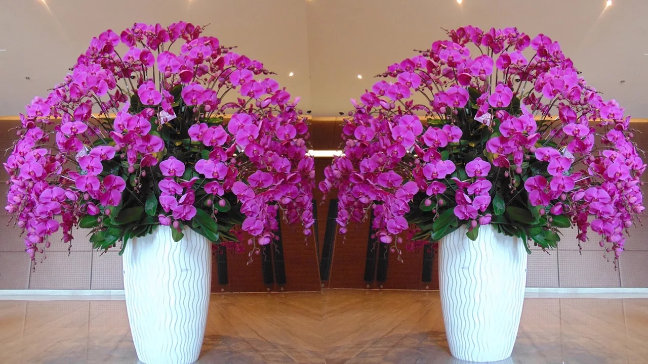 TOP 25 BEAUTIFUL ORCHID FLOWERS IN THE WORLD
