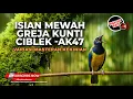 Lagu 🔴 Live Masteran Full Cucak Cungkok Isian Tembakan Mewah Greja Ciblek Bren Kunti Bajing Kekes