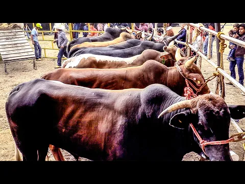 QUE TORADA TAN MS TEMIBLE TRAEN Rancho Santa Monica En Santiaguito Cuaxustenco Mexico