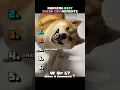 Download Lagu Best Shiba Inu Moments😂 #shorts