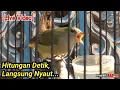 Download Lagu PANCINGAN BURUNG CABAI BUNGA API