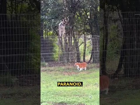 Raccoon vs Cat Stand Off