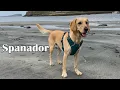 Complete Guide To The Cocker Spaniel Lab Mix Cockador Cockerdor and Spanador