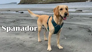 Complete Guide To The Cocker Spaniel Lab Mix Cockador Cockerdor and Spanador