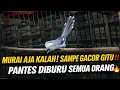 Lagu LUAR BIASA BURUNG INI ‼️BAHAN DIBUANG SAAT GACOR JADI MEWAH | PANTES DIBURU SEMUA ORANG