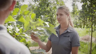 Why Do Trees Change Color In The Fall 