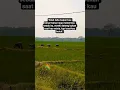 Download Lagu ALLAH TAHU KAPAN KAU BENAR BENAR SIAP..#shorts