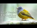 Download Lagu Grey Headed Canary Flycatcher Singing - Nature Sounds