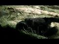 Goodnight gorilla