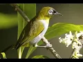 Download Lagu Masteran suara burung pleci gacor full isian paling ampuh