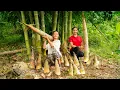 Download Lagu Harvesting 1000+ Wild Bamboo Shoots in Forest \u0026 1000kg Ripe Grapefruit  from Our Home Garden | May