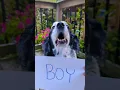 Download Lagu Get to know me!!! - Ernie #gettoknowme #adorable #cute #dog #trend #viral #shorts