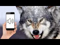 Awesome Angry Wolf Howling Compilation