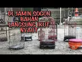 Download Lagu SOGON KOLONI - Het geluid van de Ontong-kolonie om steekpenningen te lokken om Materiële Sogon of Stress Sogon te lokken