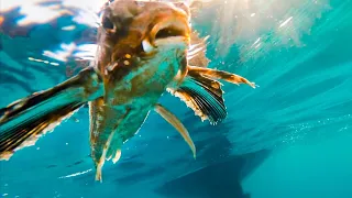 We found a strange fish… [Ep 18]