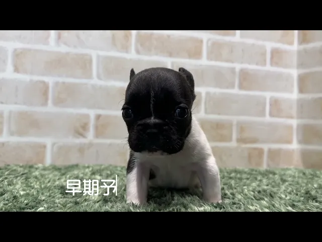 動画