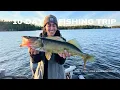 Lagu Amazing Fall Walleye and Musky Fishing - French River (Tilted Toque)