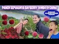 Download Lagu AKHIRNYA PANEN BANYAK BAYBERRY JUMBO DI CHINA, GRATIS MAKAN SEPUASNYA VIEW DANAU INDAH