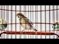 Download Lagu 小灰燕×金燕 混血種 Grey Finch × Yellow Eye finch