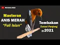 Download Lagu Masteran Anis Merah Full Isian Tembakan Durasi Panjang
