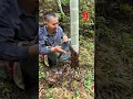 Tips for Digging Winter Bamboo Shoots: Beginner Tutorial