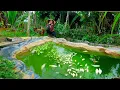 Download Lagu A Sad Day: All Fish in the Pond Suddenly Died | Cleaning the Pond \u0026 Fixing the Gourd Trellis.