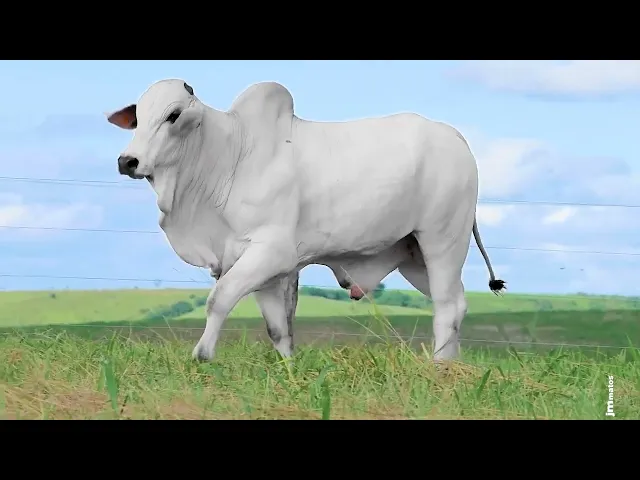 Touro Nelore SABZ - 238