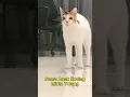 Download Lagu Ibu kucing panik mendengar suara anak kucing minta tolong ini. #suaraanakkucing