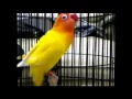 Download Lagu Lovebird Lutino MM Ngekek Ngetik Super Panjang Juara Nasional
