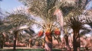 چاکر ء همل ء شعر 