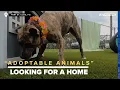 St Lucie Humane Society offers free pet adoptions until July 31