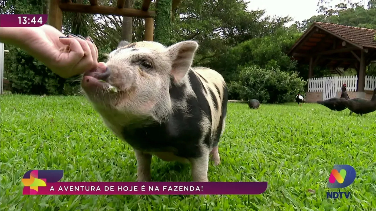 Pet News: animais da fazenda também são bichos de estimação