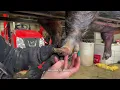 EKPA How to Trim Kunekune Pig Hooves Hoof Boss Tutorial for Pasture Pigs