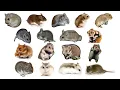Species of Hamsters - Cricetinae Subfamily