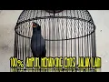 Download Lagu jalak kebo mata kuning ini bisa buat jalak lain emosi 100% ampuh memancing bunyi || jalak kebo gacor