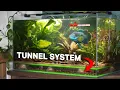 Download Lagu My Angry Fish Gets His Own Ecosystem (150 day story)
