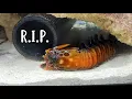 Why Did Chuck Norris Die