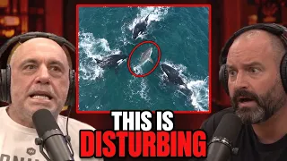Orcas Hunting Great Whites Finally Caught on Camera.. It's Disturbing | Joe Rogan