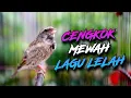 Download Lagu MASTERAN BLACKTHROAT 2024❗️Suara BLACKTHROAT GACOR LAGU LELAH COCOK BUAT KENARI Agar Cepat BUNYI
