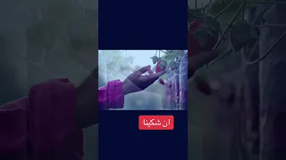 إن شكينا  دندنها