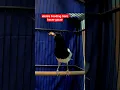 ekstra Fooding Sore kacer gacor #kacer #birds #kacergacor