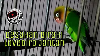 Download Pancingan Burung Lovebird Agar Cepat Kawin Dengan Masteran Lovebird Jantan Birahi MP3