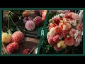 Download Lagu 250 soorten dahlia's! De beste dahlia-kweek-tips van de kweker zelf! I Famflowerfarm I Angelo Dorny