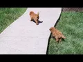 Miniature Poodle Puppies For Sale