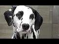 Download Lagu The truth about Dalmatians | Beautiful dog breed