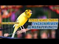Download Lagu SUARA BURUNG |160| Kenari GACOR PANJANG INI Cocok untuk Masteran KENARI PAUD dan Kenari Macet BUNYI