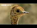 Download Lagu Leven met vleugels: het geheime leven van vogels | BBC Earth