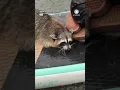 Paddleboarders Rescue Raccoon During Texas Downpour